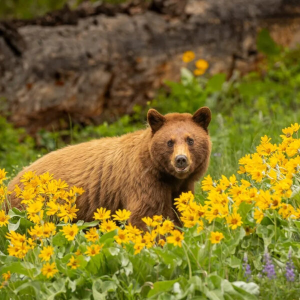 July 28th to Aug 1st  Yellowstone's Wildlife and Wildflowers with Mammoth Hot Springs, Montana Ghost Towns and Gate of the Mountain Lewis and Clark Cruise