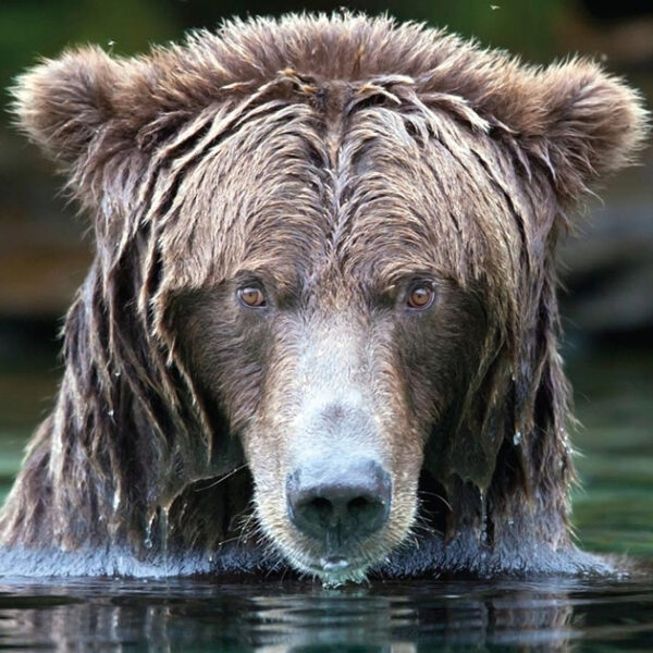 Sept 21st to 24th BC Grizzly Bear Wildlife Cruise & Scenic Adventure