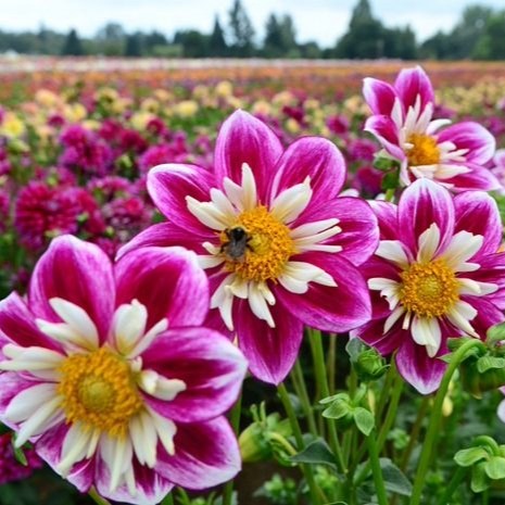Sept 6th  Swan Island Dahlia's, Nation's Largest Grower with Bauman's Farm & Garden Cafe