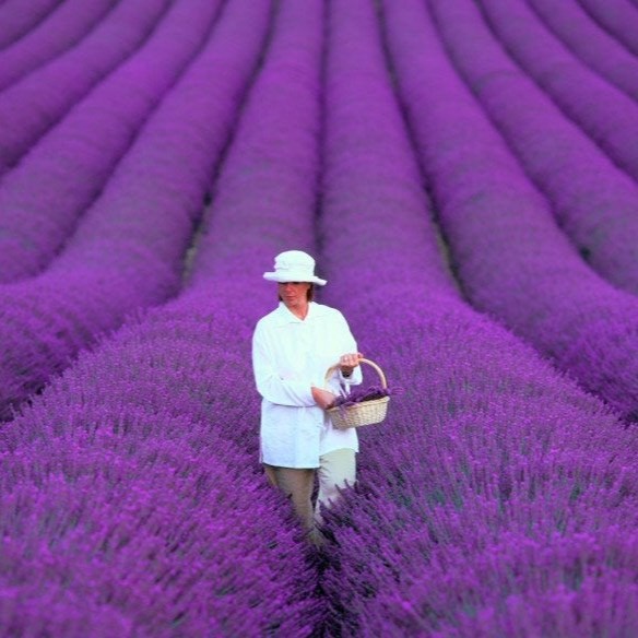 July 18th  Sequim Lavender Festival Gardens & Street Fair