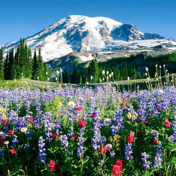 Aug 4th Mt Rainier Summer Wildflowers in Paradise