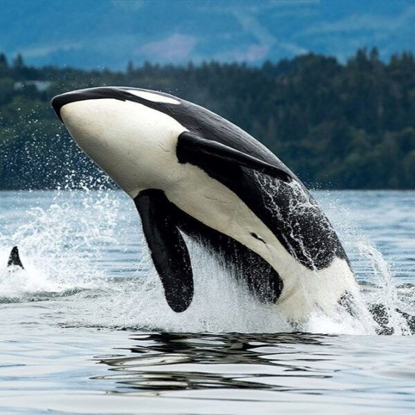 July 8th  Orca Whale Spotting and Salish Sea Cruise and La Conner