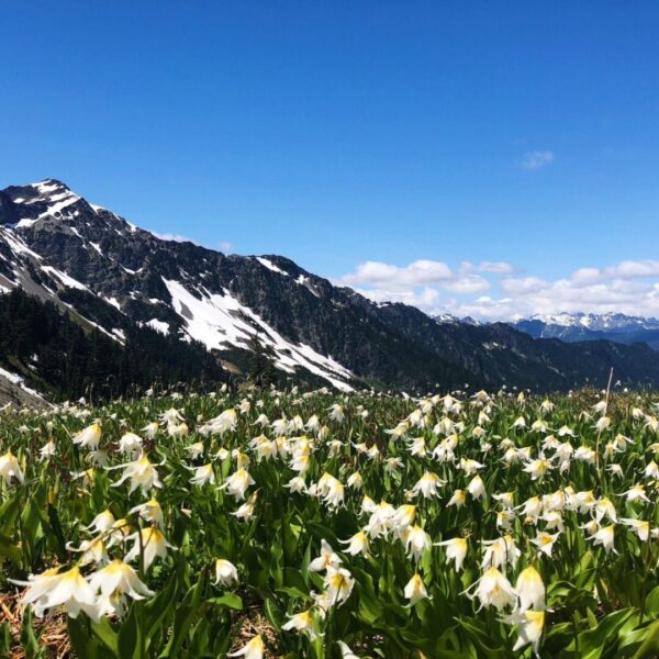Aug 4th Hurricane Ridge Wildflowers, Crescent Lake, and Marymere Falls
