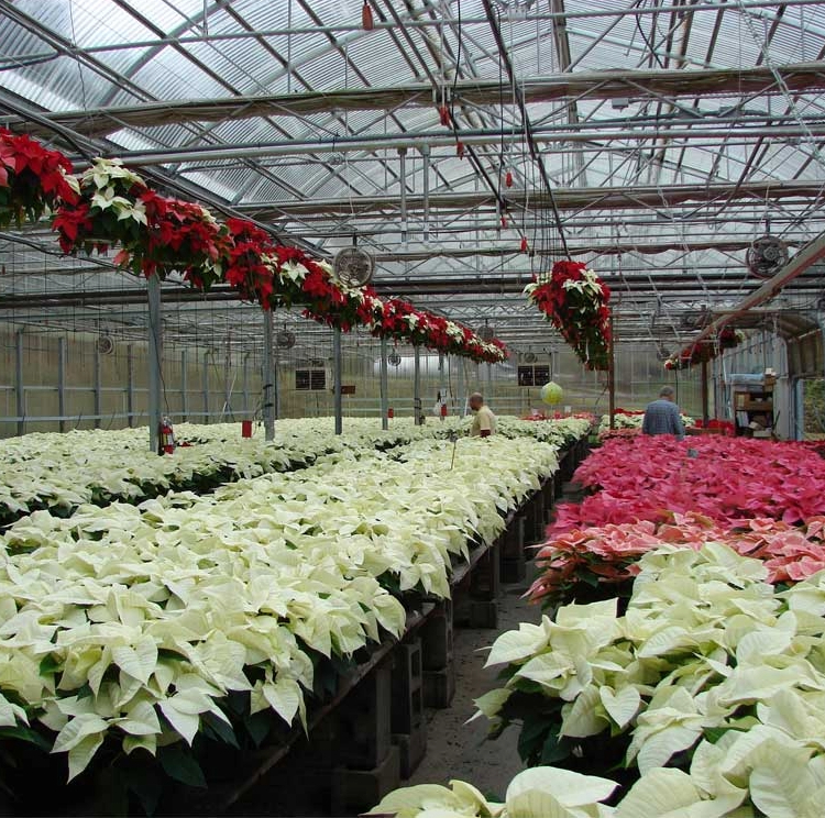Dec 10th LIGHTS, SHOPPING & ACRES OF POINSETTIAS! Customer Appreciation Holiday Tour - Image 2