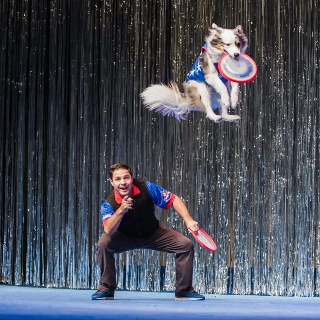 Nov 2nd HIGH FLYING STUNT DOGS As Seen on TV, Now Live On Stage - Image 2