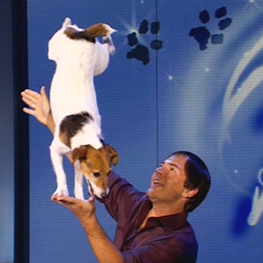 Nov 2nd HIGH FLYING STUNT DOGS As Seen on TV, Now Live On Stage - Image 4