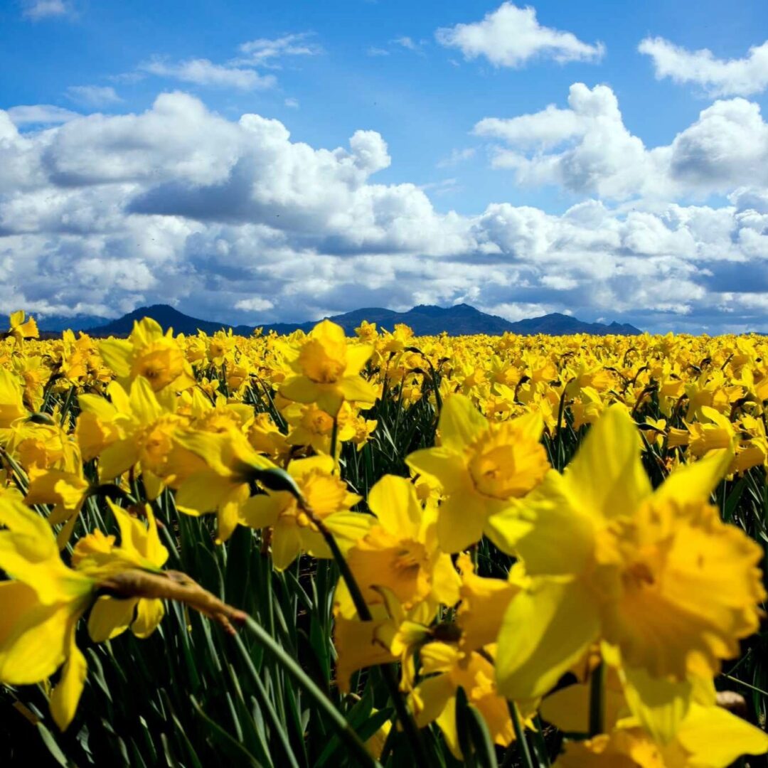 Mar 22nd   Blooming Brunch, Daffodils & Snow Geese