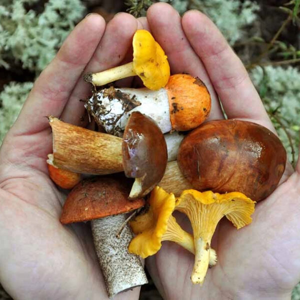 Oct 19th   Wild Mushroom Festival, Mukilteo Lighthouse and Autumn Leaf Peeping