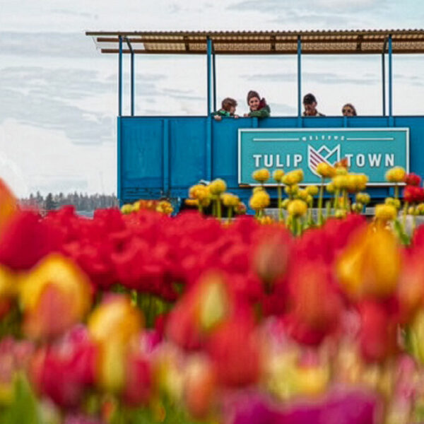 Skagit Tulip Town Trolley, Salmon BBQ Lunch & Schuh Farm Bakery