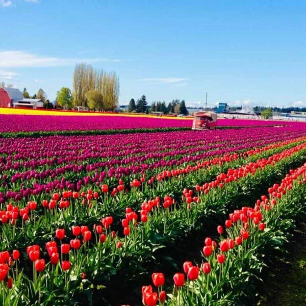 Springtime Splendor: Skagit Valley Tulip Express to Roozengaarde