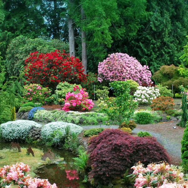 Whitney Rhododendron Gardens, Hood Canal & Bonnie’s Pies